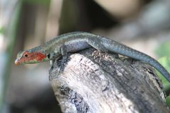 Galapagos Lava Lizard photo 2