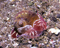 Naticarius alapapilionis