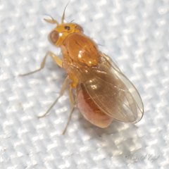 Camptoprosopella slossonae