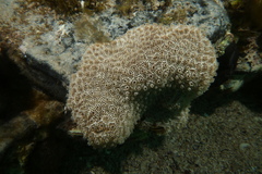 Aplousobranchia