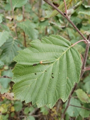 Phyllonorycter strigulatella