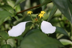 Mussaenda