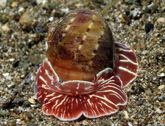 Naticarius alapapilionis