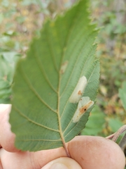 Phyllonorycter strigulatella