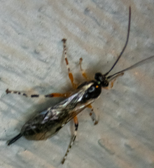 Itoplectis conquisitor