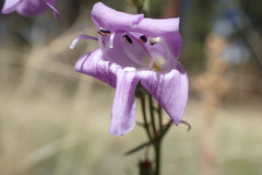 Penstemon pseudoputus