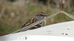 Spizelloides arborea