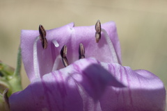 Penstemon pseudoputus