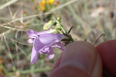 Penstemon pseudoputus