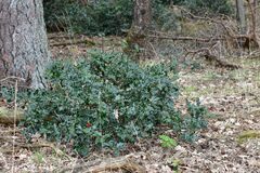 Ilex aquifolium