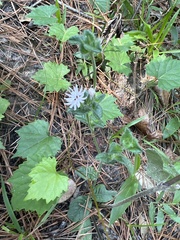 Elephantopus tomentosus