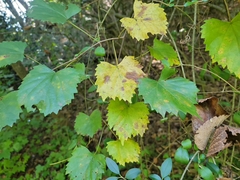 Vitis rotundifolia