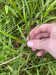 Carex muskingumensis