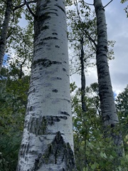 Populus tremuloides