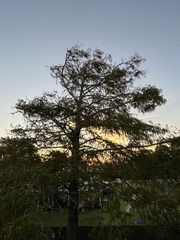 Taxodium distichum