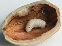 Curculio nucum