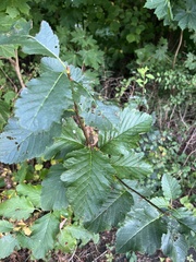 Scandosorbus intermedia