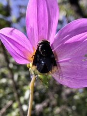 Copestylum violaceum