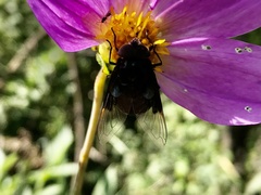 Copestylum violaceum