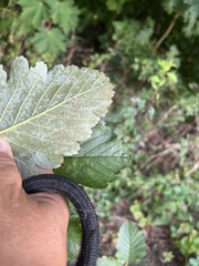 Scandosorbus intermedia