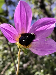 Copestylum violaceum