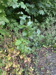 Scandosorbus intermedia