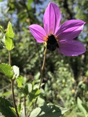 Copestylum violaceum