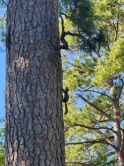 Sciurus carolinensis