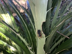 Trachelopachys