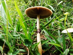 Psilocybe cubensis