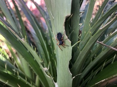Trachelopachys