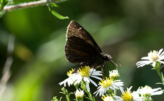 Erynnis baptisiae