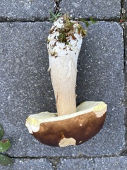 Boletus