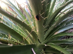 Trachelopachys