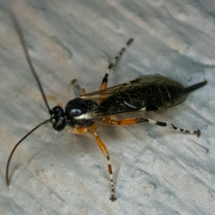 Itoplectis conquisitor