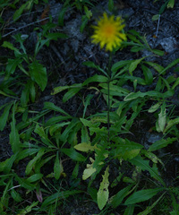 Hieracium tridentatum