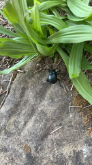Timarcha tenebricosa