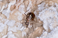Cicindela haemorrhagica
