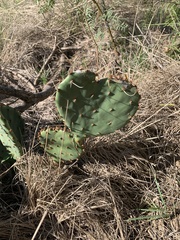 Opuntia macrorhiza
