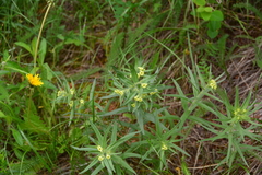 Lithospermum ruderale