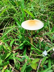 Psilocybe cubensis
