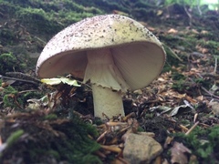 Amanita excelsa