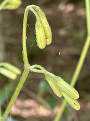 Nabalus serpentarius