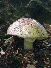 Amanita excelsa