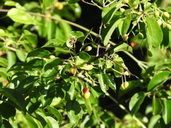 Prunus mahaleb
