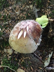 Amanita excelsa
