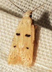 Stibaromacha ratella