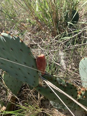 Opuntia macrorhiza