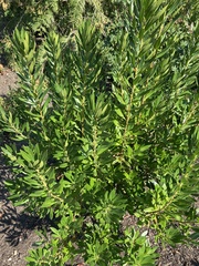 Myrica