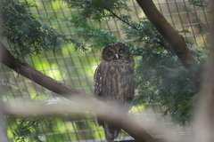 Strix